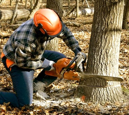 Tree Removal in Turner, ME